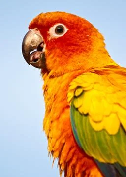 Macaw bird Stock Photos