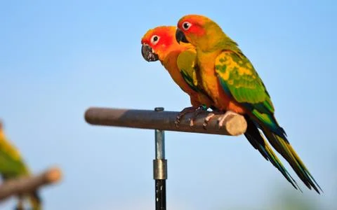 Macaw bird Stock Photos