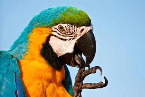 Macaw bird Stock Photos