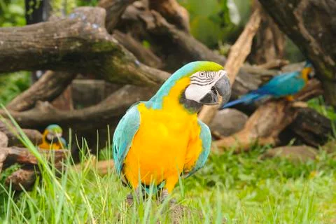 Macaw bird. Stock Photos