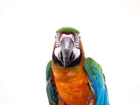 Macaw bird Stock Photos