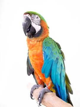Macaw bird Stockfoto's