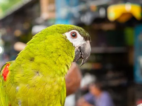 Macaw bird Stock Photos