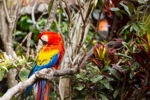 Macaw bird preening while sitting in a tree in a rainforest Stock Photos