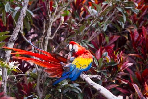 Macaw bird preening while sitting on a branch in a rainforest Stock Photos