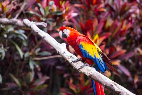Macaw bird side profile while sitting on a branch in a jungle Stock Photos