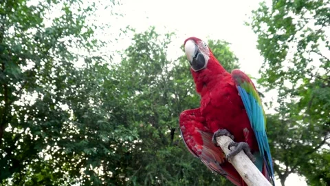Macaw in blue and red is dancing Stock Footage 244783436