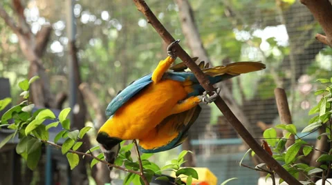 Macaw Blue Golded on a tree Stock Footage 36564981