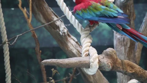 Macaw bobbing head back and forth is a threatened species Video stock 318119773