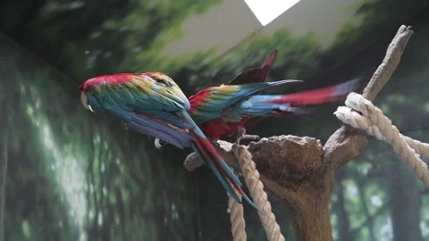 Macaw bobbing head back and forth is a threatened species Video stock 318119813