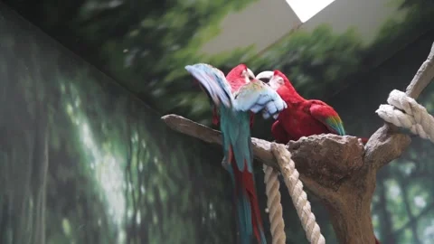 Macaw bobbing head back and forth is a threatened species Video stock 318119830