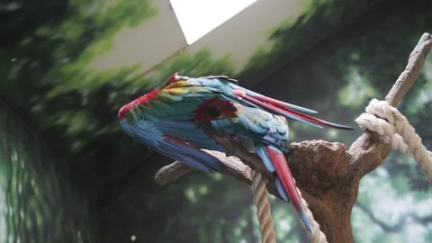 Macaw bobbing head back and forth is a threatened species Video stock 318119837