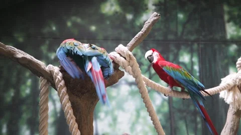 Macaw bobbing head back and forth is a threatened species Video stock 318119844