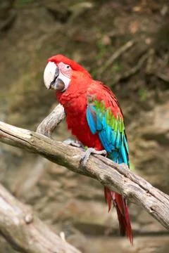 Macaw on the branch Foto stock