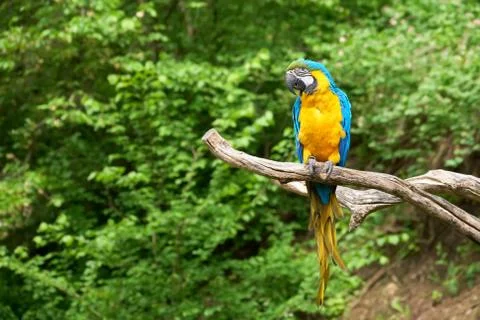 Macaw on the branch Stock Photos