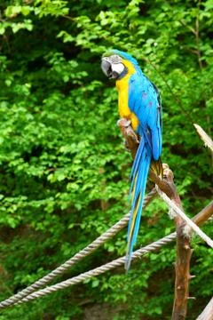 Macaw on the branch Foto stock