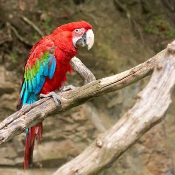 Macaw on the branch Foto stock