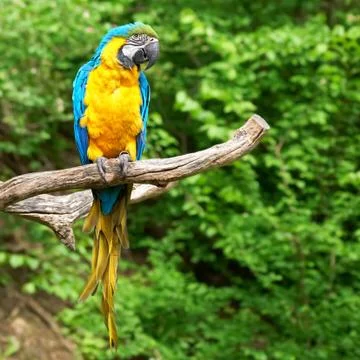 Macaw on the branch Stock Photos