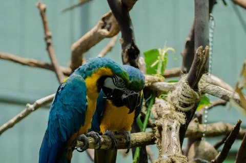 Macaw on Branch Stock-Fotos