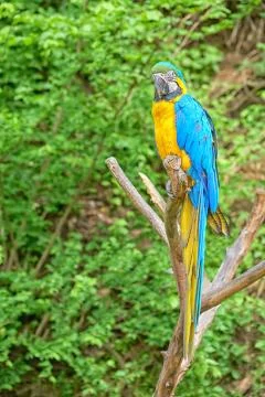 Macaw on the branch Stock Photos