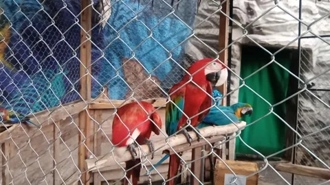 Macaw in cage Stock Footage 295560889