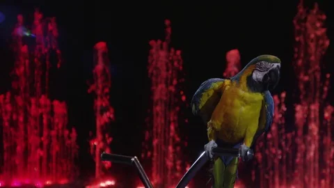 Macaw in the circus showing wings 스톡 동영상 72608089