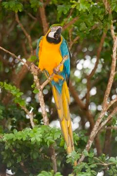 Macaw closeup on a branch Stock Photos