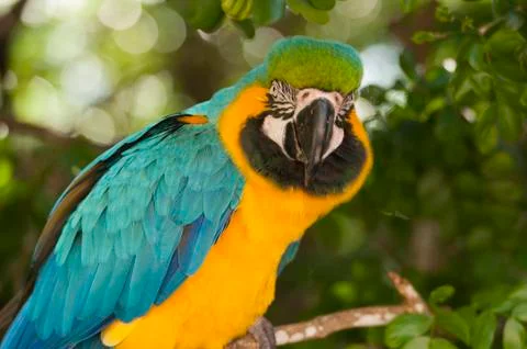 Macaw closeup on a branch Stock Photos
