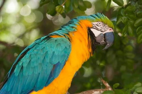 Macaw closeup on a branch Stock Photos