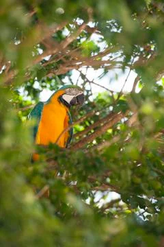 Macaw closeup on a branch Foto stock