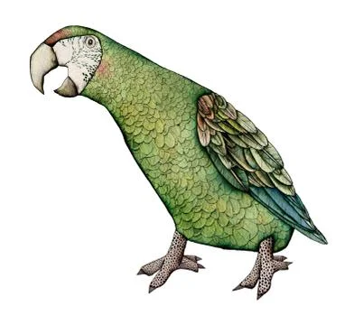 Macaw, Color Illustration 스톡 일러스트