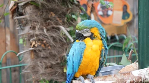 Macaw Colourful parrots Stock Footage 135185152