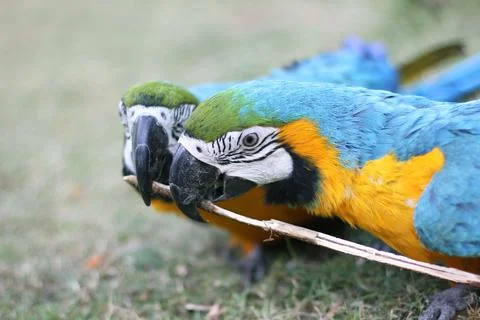 Macaw couple Stock Photos