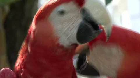Macaw Cuple Stock Footage 909137