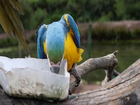Macaw Eating Stock Footage 77132079