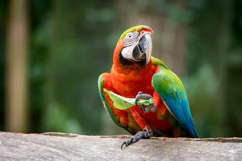 Macaw Eating a Leaf 스톡 사진