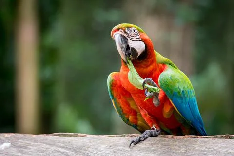 Macaw Eating a Leaf 스톡 사진