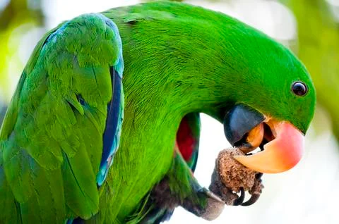 Macaw is eating Stock Photos