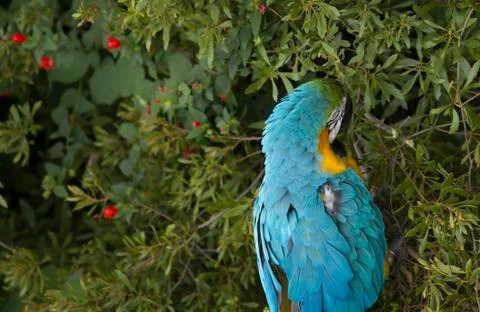 Macaw Eating Foto stock