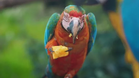 Macaw eats fruit in a green garden setting Stockbeeldmateriaal 336703609