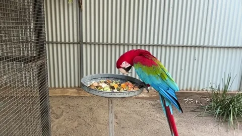 A Macaw eats fruit &amp; nuts in a zoo 動画素材 288011789