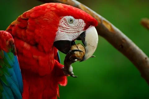 Macaw Eats Peanut Stock Photos