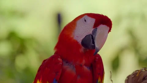 Macaw falling asleep Stock Footage 284757809