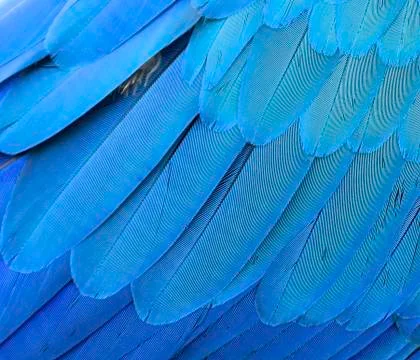 Macaw feather closeup Stock Photos