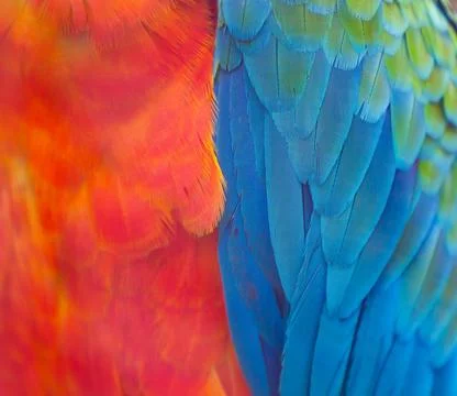 Macaw Feathers Close Up Stock Photos