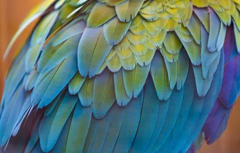 Macaw Feathers Close Up Stock Photos