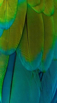 Macaw feathers Stock Photos