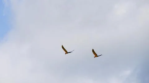 Macaw in flight Amazon Stock Photos