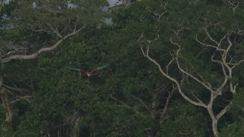 Macaw in flight, flying over treetops Stock Footage 116652787