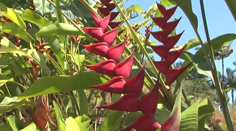 Macaw Flowers Stock Footage 32202910